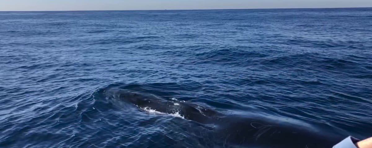 Gone Whale Watching San Diego, from its own website