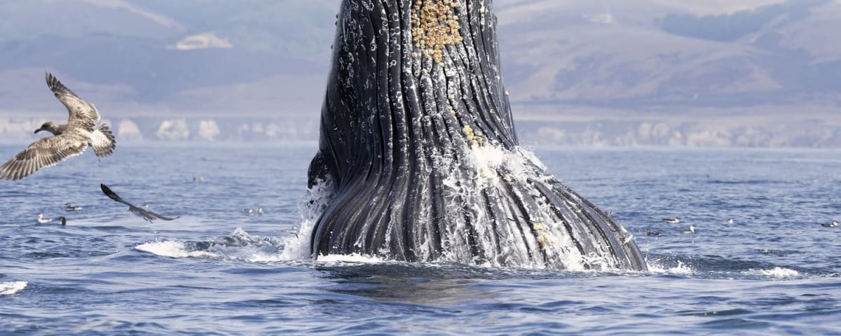 Avila Beach Ocean Safaris, from its own website