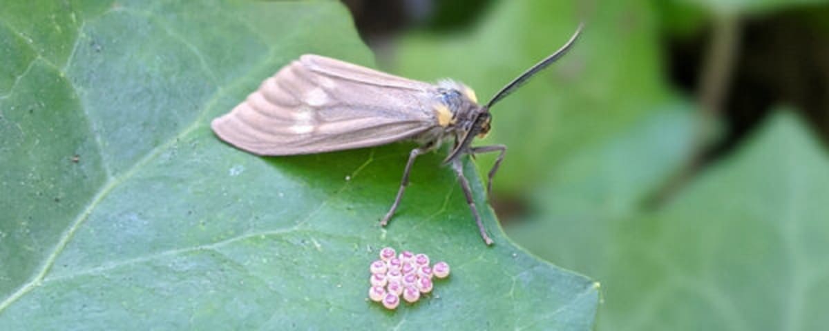 Essig Museum of Entomology Research, from its own website