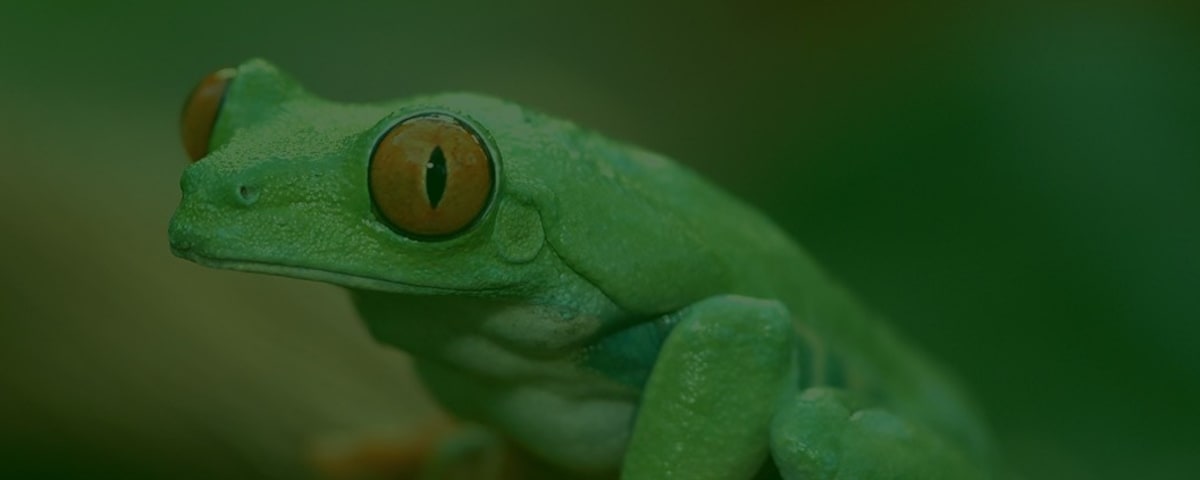 Wildlife Learning Center, from its own website