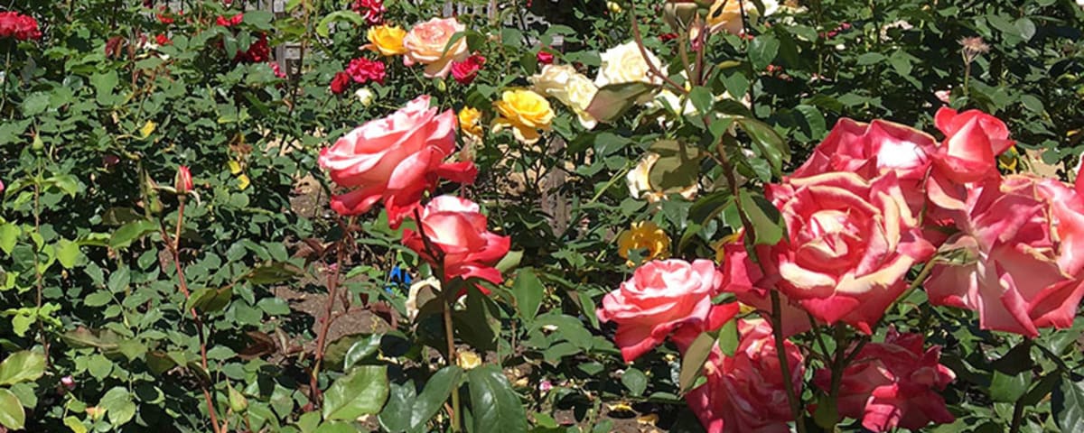 Marin Art and Garden Center, from its own website