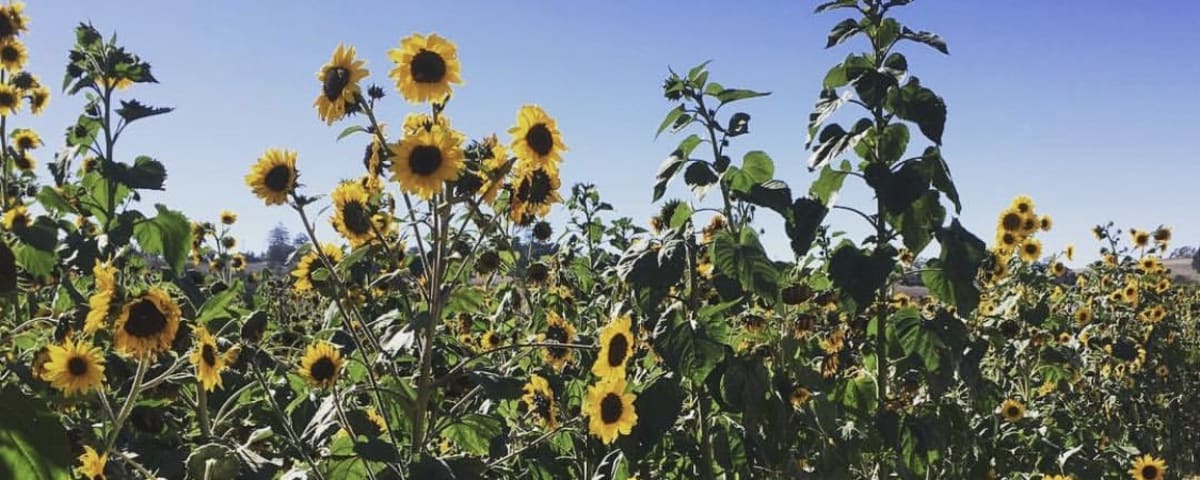 Santa Rosa Pumpkin Patch, from its own website
