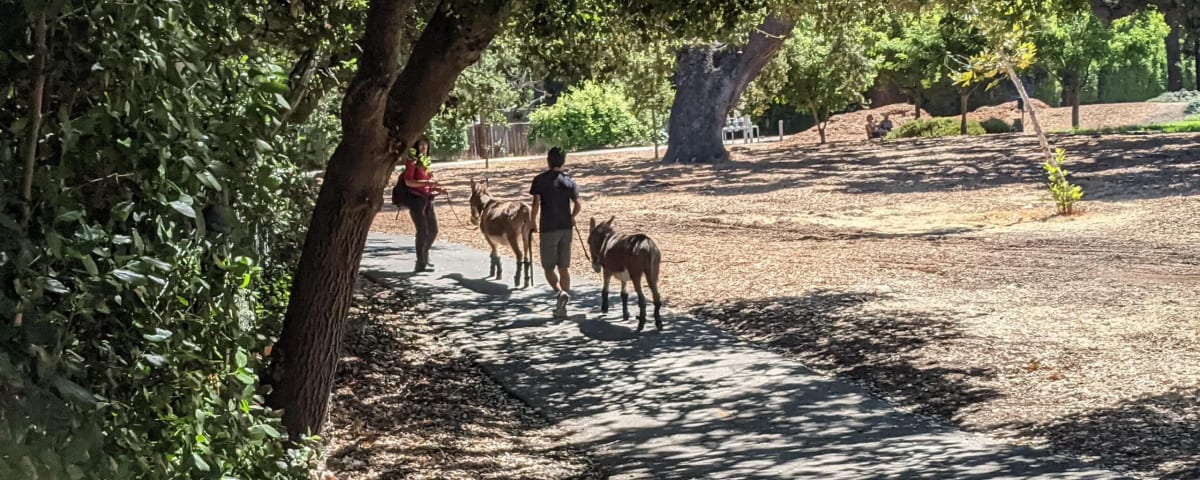 Barron Park Donkeys, from its own website