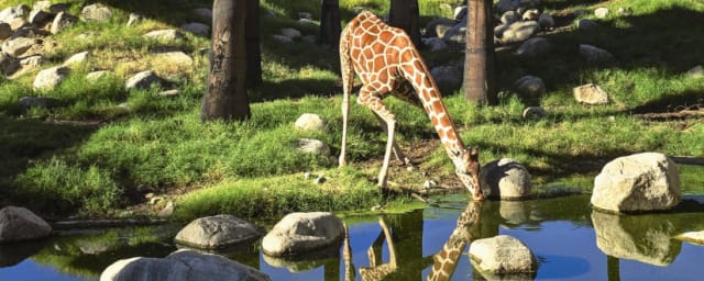animal exhibit photo — The Living Desert Zoo and Gardens, from its own website