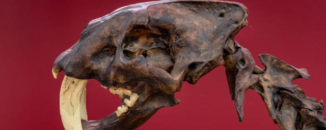 exhibit photograph — Gateway Science Museum, from its own website