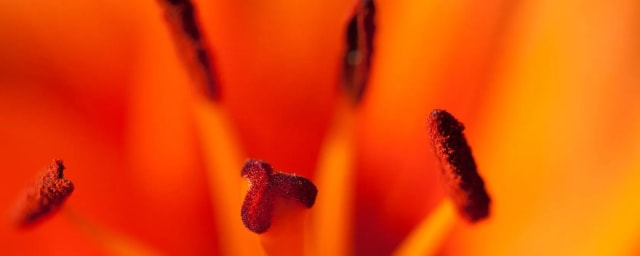 flower macro photograph — San Diego Botanic Garden, from its own website