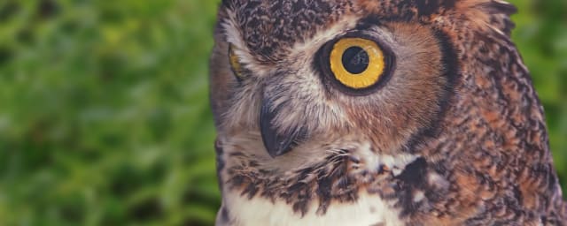 animal photo — California Living Museum (CALM), from its own website