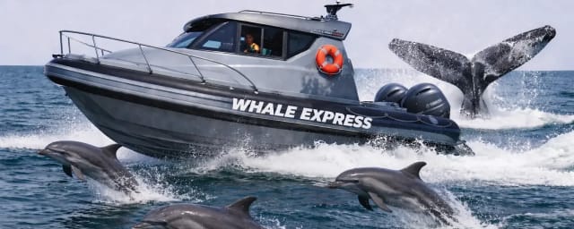 boat tour with whale and dolphins — SLO Tours, from its own website