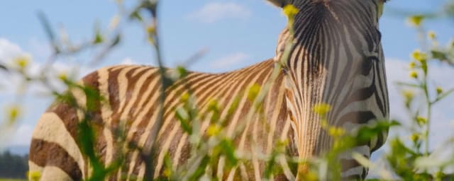 animal photo - zebra at preserve — B Bryan Preserve, from its own website