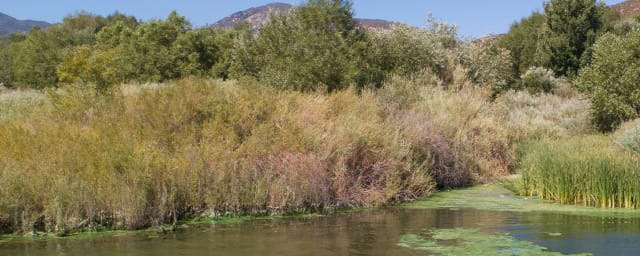 landscape photo of lake/wetland area — Silverwood Lake State Recreation Area, from its own website