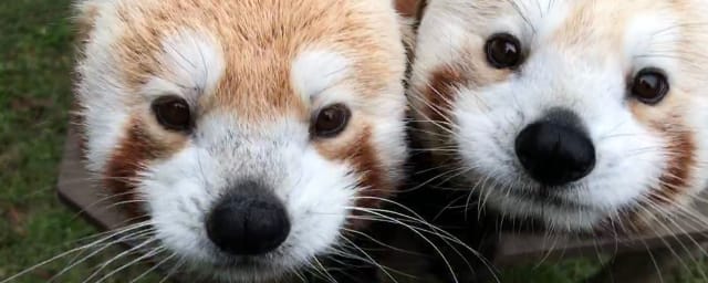 animal photo - red pandas at zoo — Sequoia Park Zoo, from its own website