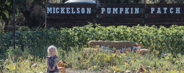 pumpkin patch photograph — Mickelson Pumpkin Patch, from its own website