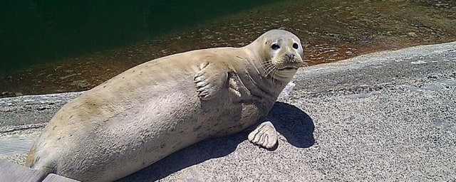 animal photograph — Ocean World, from its own website