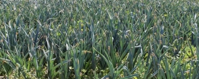 farm field crop photograph — Rodoni Farms, from its own website