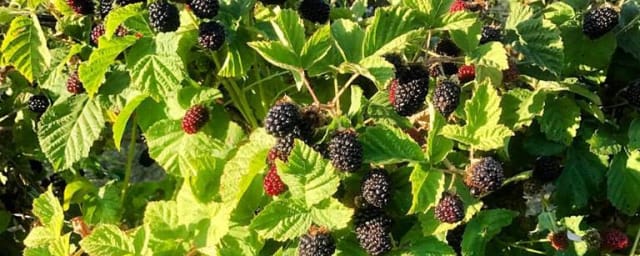 produce/berries — U-Pick at Webb Ranch, from its own website