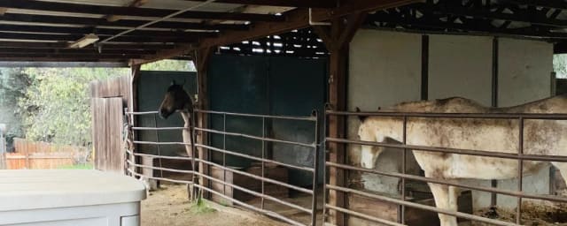 stable/horses photo — The Dingle Family Farm and Stables, from its own website