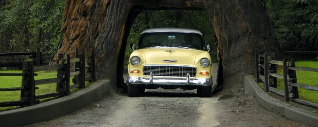 photograph of venue's drive-thru tree attraction — Chandelier Tree, from its own website