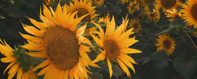 sunflower field photograph — Andreotti Family Farms Pumpkin Patch, Sunflowers & Corn Maze, from its own website