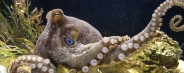 octopus exhibit animal — Central Coast Aquarium, from its own website