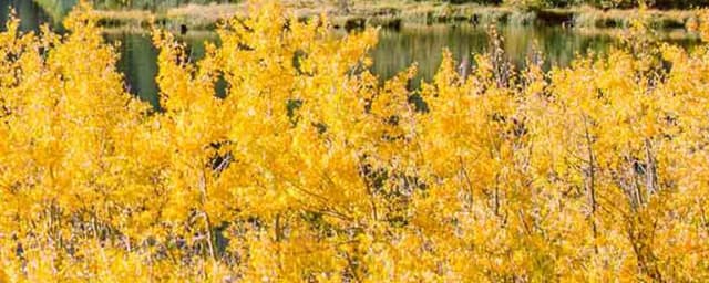 scenic landscape of mountain, forest, and lake at venue — Mammoth Mountain Ski Area, from its own website