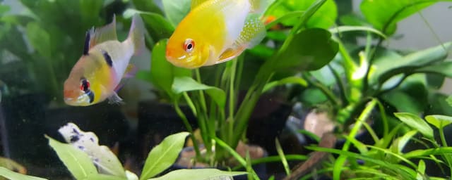 aquarium fish tank photo — Lotus Aquarium, from its own website
