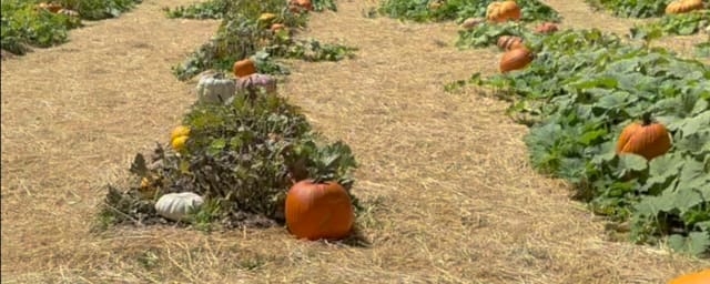pumpkin patch field — Family Farmers Produce, from its own website