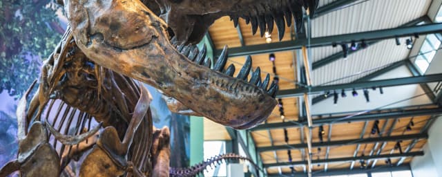 dinosaur skeleton exhibit — Witte Museum, from its own website