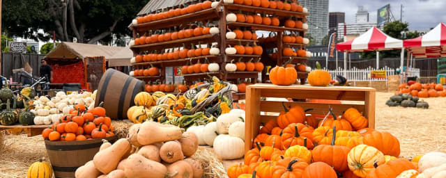 pumpkin patch display — Shawn’s Pumpkin Patch, from its own website