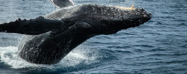 whale breaching photo — Wild Ocean Safari, from its own website