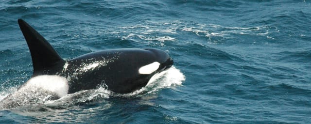 orca whales in ocean — San Diego: Luxury Year-round Whale Watching & Dolphin Tour, from its own website
