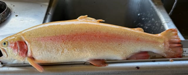 trout catch photo — Hagemann Ranch Trout Farm  Bodega Bay, Ca., from its own website