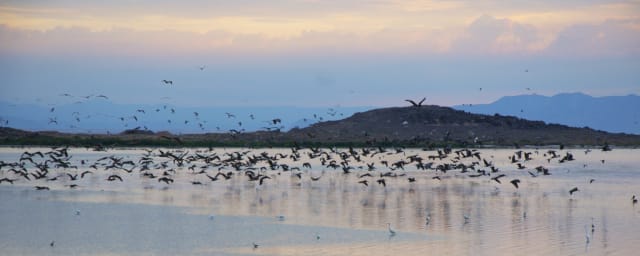 wildlife at refuge — Sonny Bono Salton Sea National Wildlife Refuge Visitor Center, from its own website