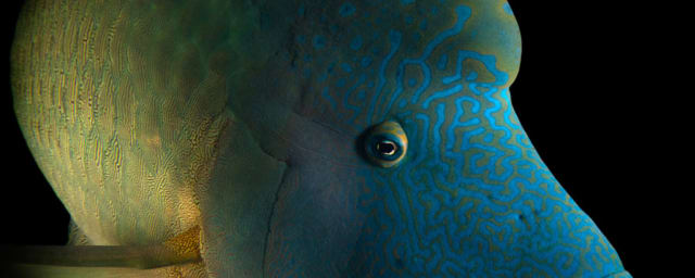 animal exhibit photograph — Dallas World Aquarium, from its own website