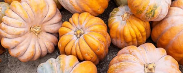 pumpkin pile photo — The Pumpkin Patch, from its own website