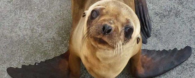 animal photo — Northcoast Marine Mammal Center, from its own website