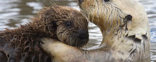 sea otters in water — Whisper Charters, from its own website
