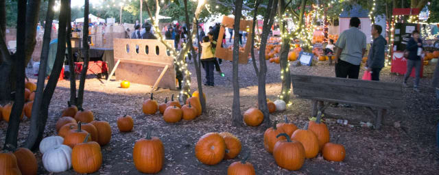 pumpkin patch grounds — Moreland pumpkin patch, from its own website