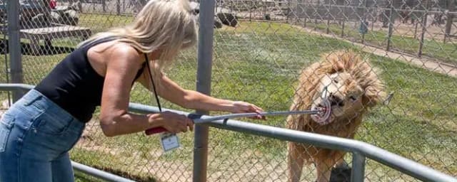 animal feeding at sanctuary — Lions Tigers & Bears The San Diego Animal Sanctuary®, from its own website