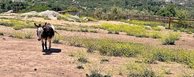 animal at sanctuary — Alpine Acres Sanctuary Farm™, from its own website