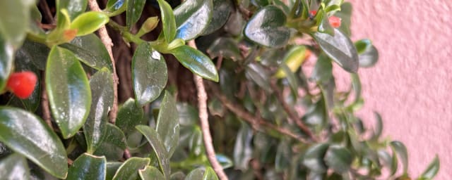 plant close-up (garden foliage/berries) — Lotusland, from its own website