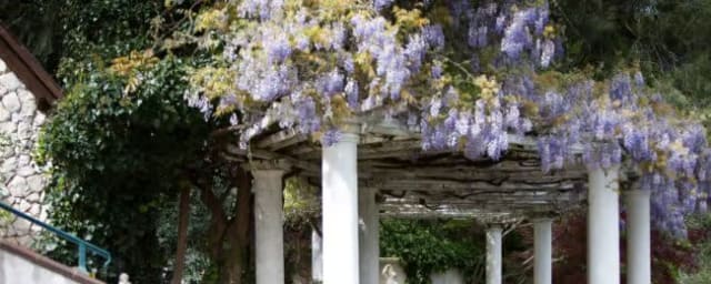 garden pergola with wisteria and flowers — Crystal Hermitage Gardens, from its own website