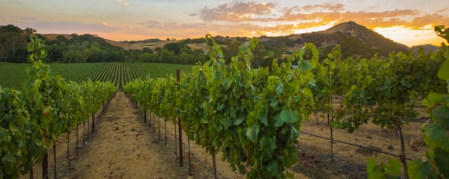 vineyard rows/landscape — Sonoma Adventures, from its own website