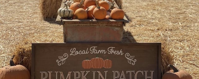 pumpkin patch display — Cherry Acres, from its own website
