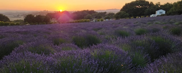 lavender field at sunset — Santa Rita Hills Lavender Farm, from its own website