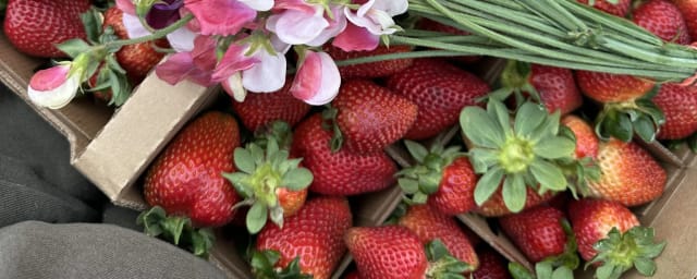 produce photo - strawberries picked at farm — Blue House Farm Strawberry U-Pick and Farmstand, from its own website