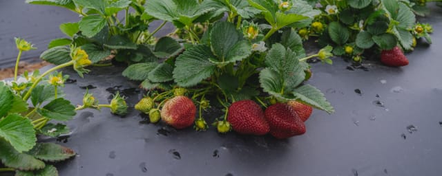 strawberry field crop shot — Berry Best Family Farm, from its own website