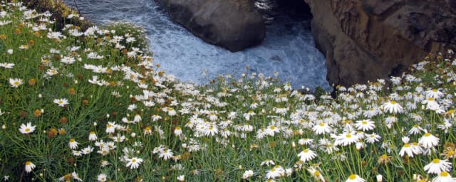 sea cave/coastal arch photograph — La Jolla Sea Cave Kayaks, from its own website
