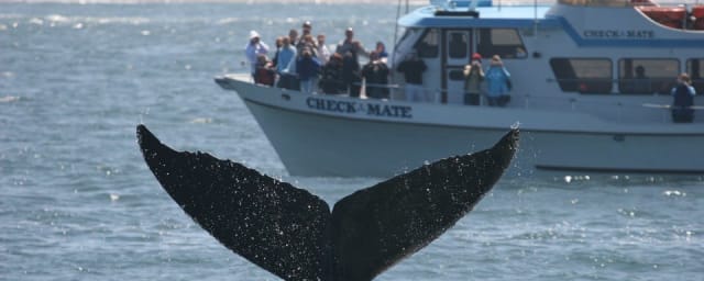 Chris' Fishing and Whale Watching, from its own website