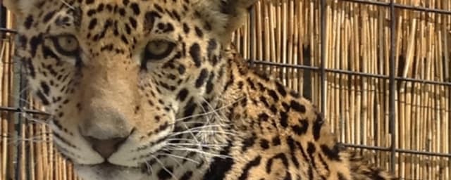 The Hesperia Zoo, from its own website