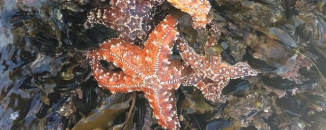 Heal the Bay Aquarium, from its own website